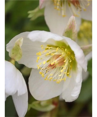 Helleborus White Pretty Ellen, Spanz, I, Alb, radacina