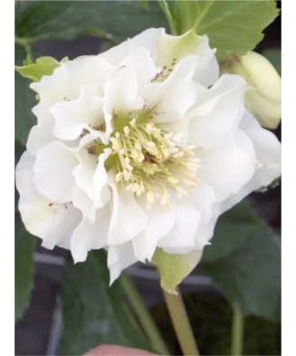 Helleborus White Double, Spanz, I, Alb, radacina