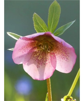 Helleborus Pink Pretty Ellen, Spanz, I, Roz, radacina