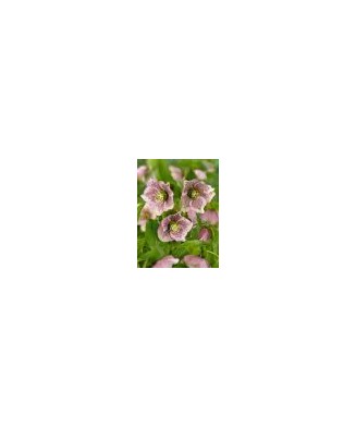 Helleborus Orientalis, I, Bicolor, radacina