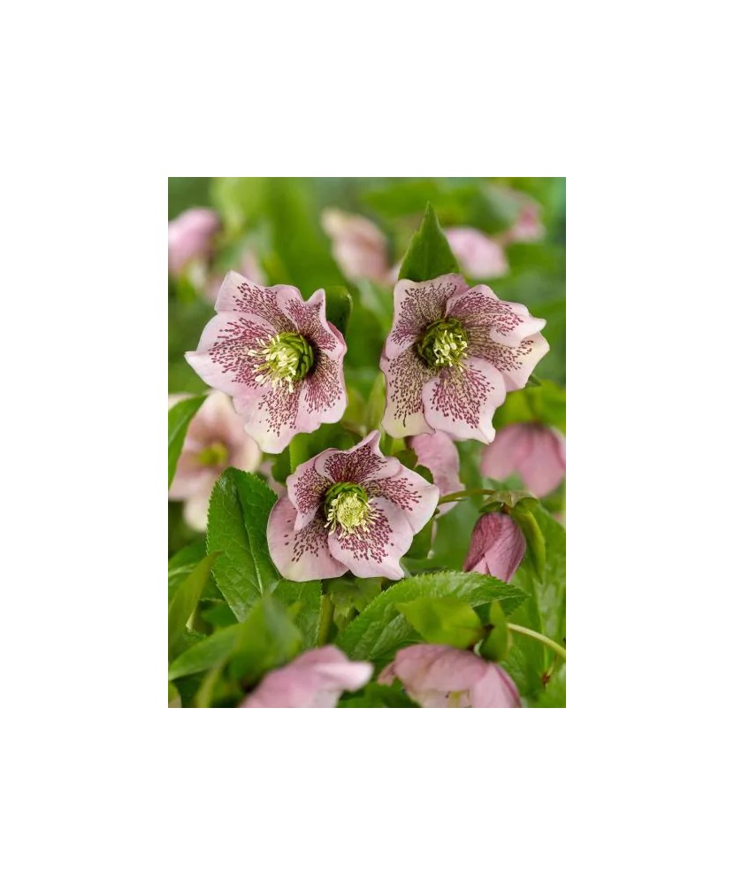 Helleborus Orientalis, I, Bicolor, radacina