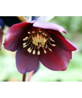 Helleborus Red Pretty Ellen, Spanz, I, Rosu, radacina