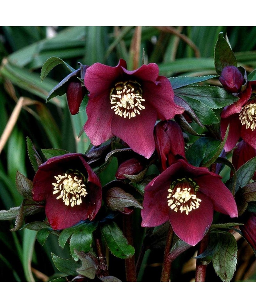 Helleborus Red Pretty Ellen, Spanz, I, Rosu, radacina