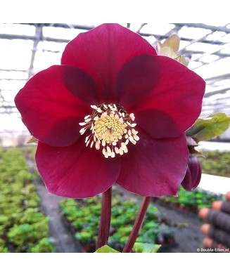 Helleborus Red Pretty Ellen, Spanz, I, Rosu, radacina