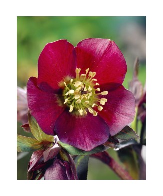 Helleborus Red Pretty Ellen, Spanz, I, Rosu, radacina