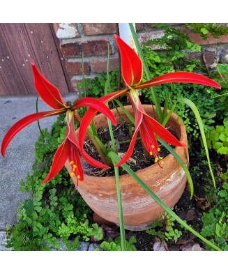 Sprekelia Formosissima, 16+, Rosu, bulbi