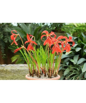 Sprekelia Formosissima, 16+, Rosu, bulbi