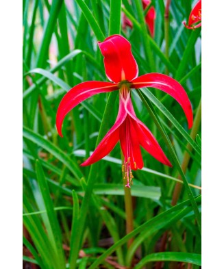 Sprekelia Formosissima, 16+, Rosu, bulbi
