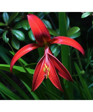 Sprekelia Formosissima, 16+, Rosu, bulbi