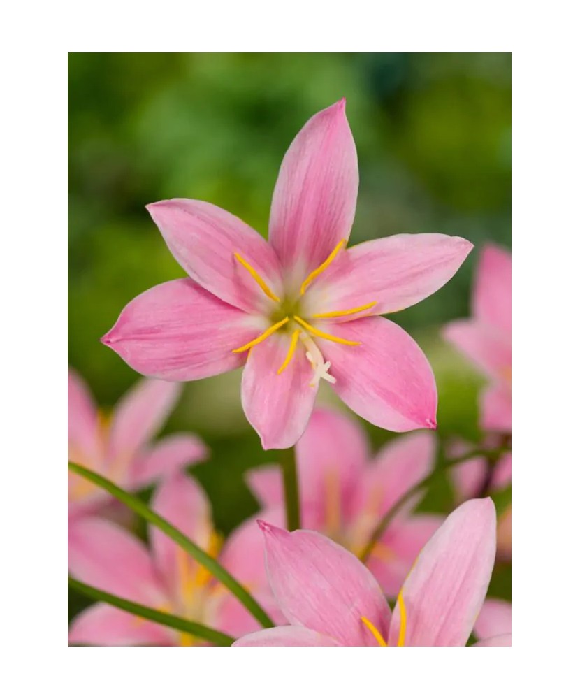 Habranthus Robustus, Crinul Ploii, 4/5, Roz, bulbi