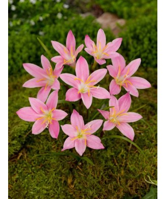 Habranthus Robustus, Crinul Ploii, 4/5, Roz, bulbi