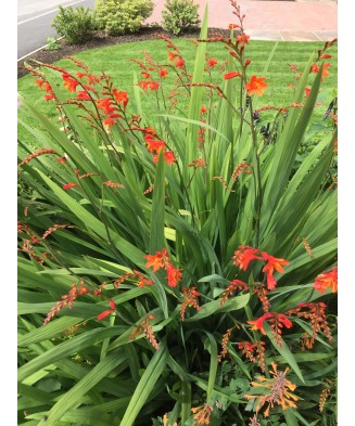 Crocosmia Lucifer Fiery Stars, 6/8, Rosu, bulbi