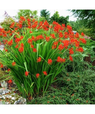 Crocosmia Lucifer Fiery Stars, 6/8, Rosu, bulbi