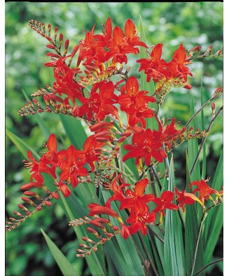 Crocosmia Lucifer Fiery Stars, 6/8, Rosu, bulbi