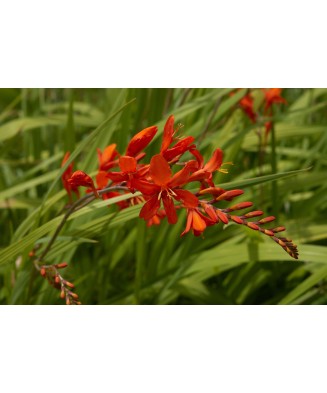 Crocosmia Lucifer Fiery Stars, 6/8, Rosu, bulbi