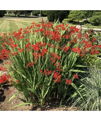 Crocosmia Lucifer Fiery Stars, 6/8, Rosu, bulbi