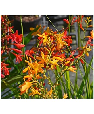 Crocosmia Large Flowering,  6/8, Multicolor, bulbi, flori mari