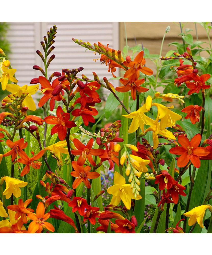 Crocosmia Large Flowering,  6/8, Multicolor, bulbi, flori mari