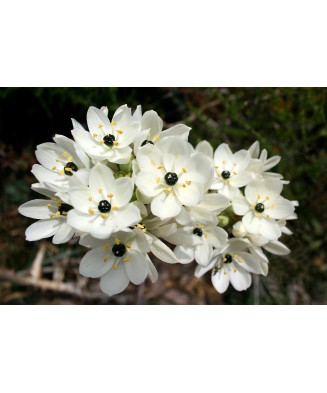 Ornithogalum Saundersiae, Steaua Arabiei, 18/20, Alb, bulbi