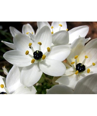 Ornithogalum Saundersiae, Steaua Arabiei, 18/20, Alb, bulbi