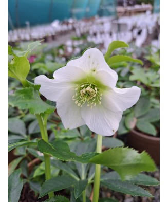 Helleborus White Pretty Ellen, Spanz, I, Alb, radacina