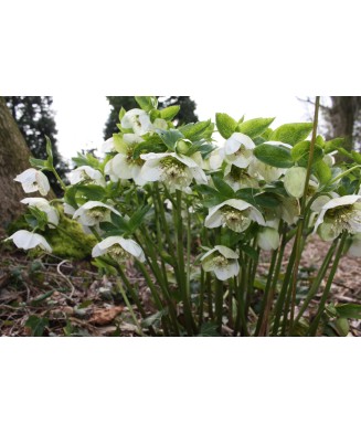 Helleborus White Pretty Ellen, Spanz, I, Alb, radacina