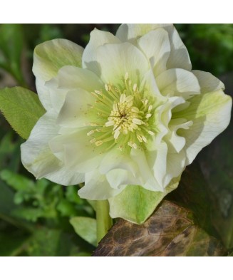 Helleborus White Double, Spanz, I, Alb, radacina