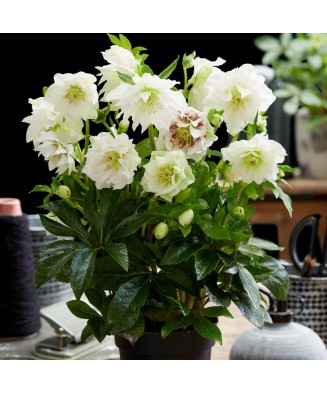 Helleborus White Double, Spanz, I, Alb, radacina