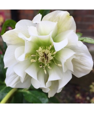 Helleborus White Double, Spanz, I, Alb, radacina