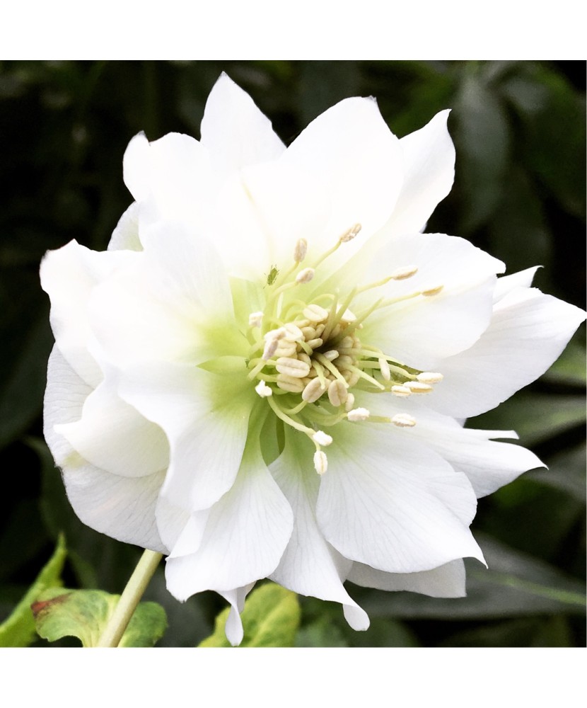 Helleborus White Double, Spanz, I, Alb, radacina