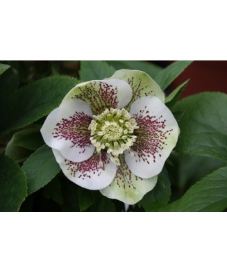 Helleborus Spotted Pretty Ellen, Spanz, I, Bicolor, radacina