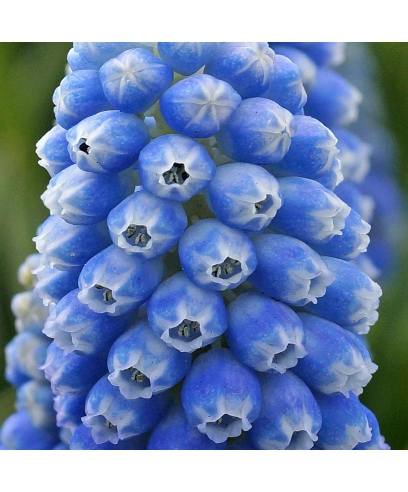 Muscari Ocean Magic 9/10, 10 bulbi