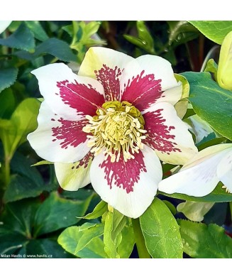 Helleborus Spotted Pretty Ellen, Spanz, I, Bicolor, radacina