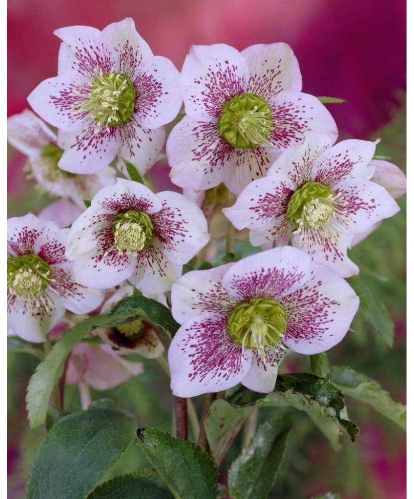 Helleborus Spotted Pretty Ellen, Spanz, I, Bicolor, radacina