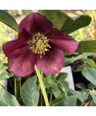 Helleborus Red Pretty Ellen, Spanz, I, Rosu, radacina