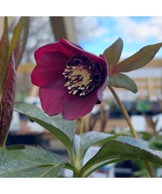 Helleborus Red Pretty Ellen, Spanz, I, Rosu, radacina