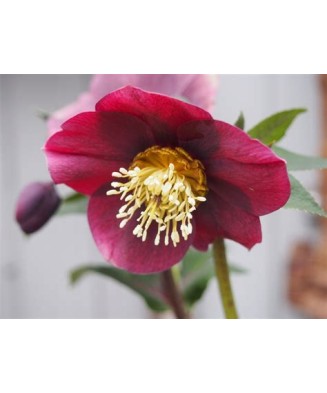 Helleborus Red Pretty Ellen, Spanz, I, Rosu, radacina