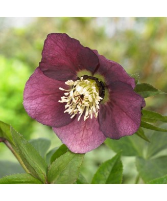 Helleborus Red Pretty Ellen, Spanz, I, Rosu, radacina