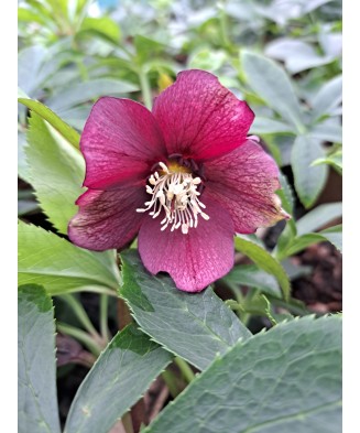 Helleborus Red Pretty Ellen, Spanz, I, Rosu, radacina