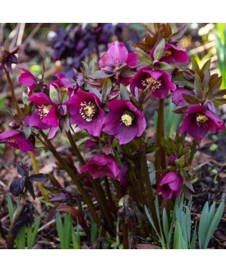 Helleborus Red Pretty Ellen, Spanz, I, Rosu, radacina