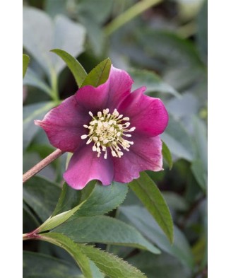 Helleborus Red Pretty Ellen, Spanz, I, Rosu, radacina