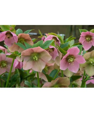 Helleborus Pink Pretty Ellen, Spanz, I, Roz, radacina