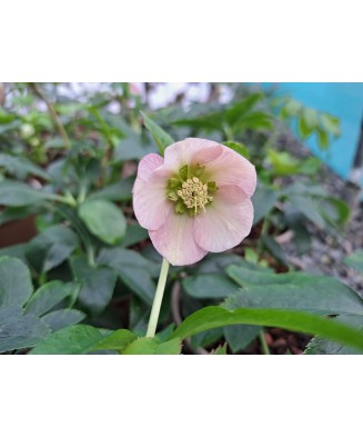 Helleborus Pink Pretty Ellen, Spanz, I, Roz, radacina
