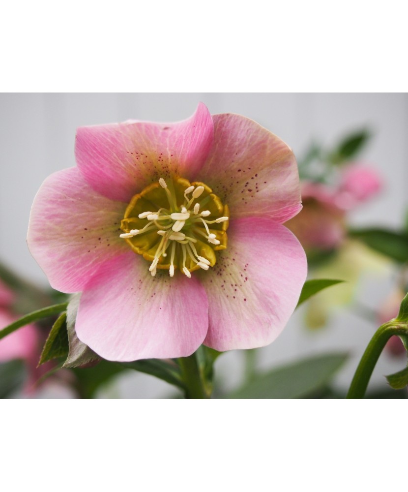 Helleborus Pink Pretty Ellen, Spanz, I, Roz, radacina