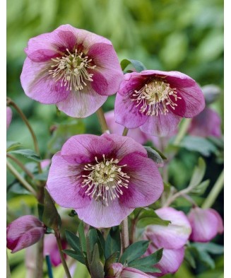 Helleborus Pink Pretty Ellen, Spanz, I, Roz, radacina