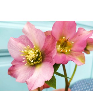 Helleborus Pink Pretty Ellen, Spanz, I, Roz, radacina