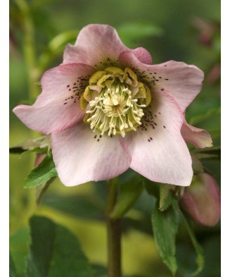 Helleborus Pink Pretty Ellen, Spanz, I, Roz, radacina
