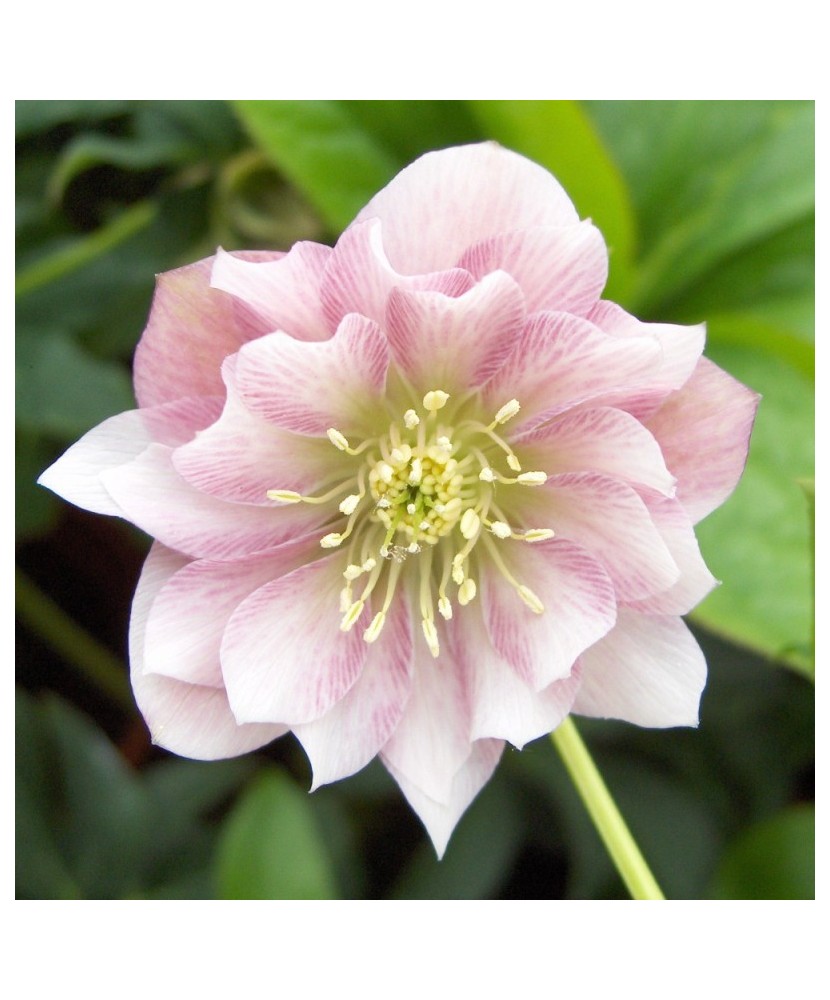 Helleborus Pink Double Ellen, Spanz, I, Roz, radacina