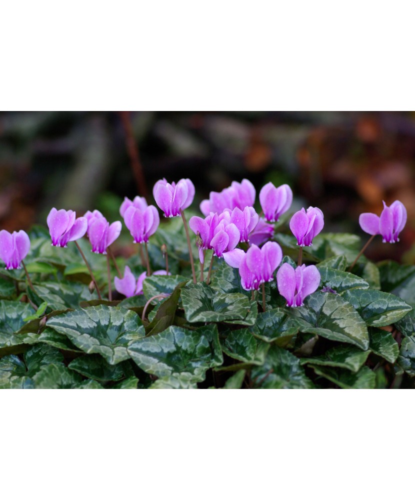 CYCLAMEN DE GRADINA, HEDERIFLORUM, ROZ, 1 BUC - MARIME GIGANT