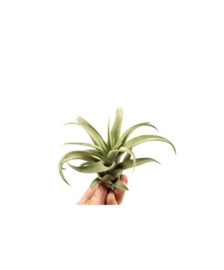 Plantă aeriana, Tillandsia Capitata Peach Green, Medie,  8 x 8 cm